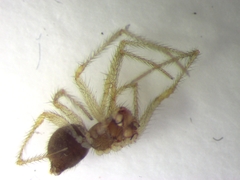 Eidmannella pallida