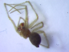 Eidmannella pallida