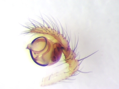 Eidmannella pallida