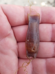 Scyliorhinus canicula