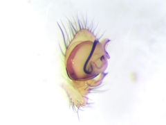 Eidmannella pallida