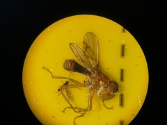 Norellisoma spinimanum