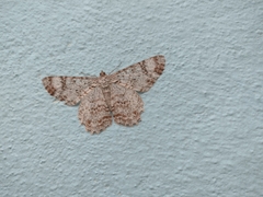 Epimecis