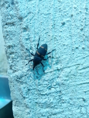 Cactophagus spinolae