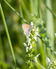 Coenonympha glycerion