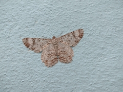 Epimecis