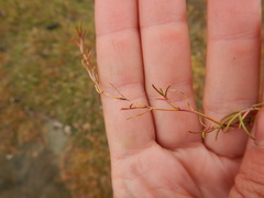 Puccinellia phryganodes