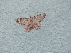 Epimecis