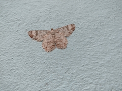 Epimecis