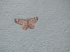 Epimecis