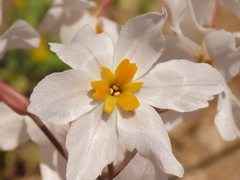 Leucocoryne coronata