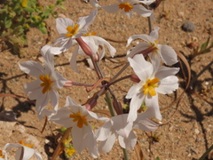 Leucocoryne coronata