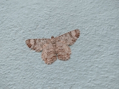 Epimecis