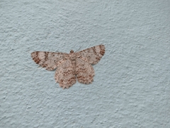 Epimecis