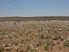 Leucocoryne coronata