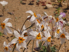 Leucocoryne coronata