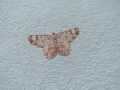 Epimecis