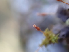 Orthotrichum columbicum