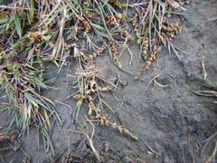 Stellaria humifusa