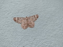 Epimecis