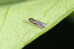 Diaphorina citri