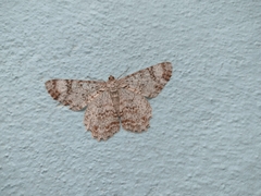 Epimecis