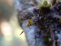 Orthotrichum columbicum