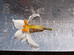 Leucocoryne coronata