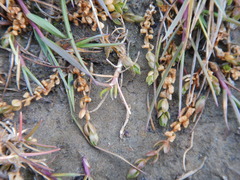 Stellaria humifusa