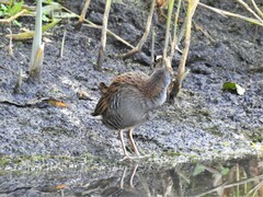 Rallus aquaticus