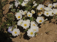Nolana baccata