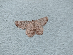Epimecis