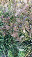Bidens bipinnata