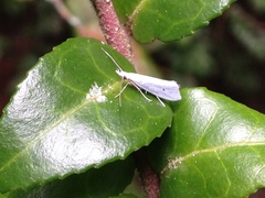 Eucalantica polita