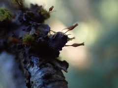 Orthotrichum columbicum