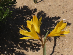 Zephyranthes bagnoldii