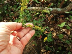 Solidago arguta boottii