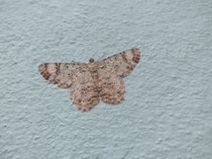 Epimecis
