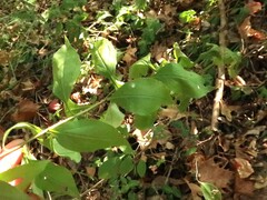 Solidago arguta boottii