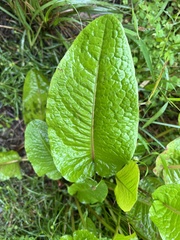 Bistorta amplexicaulis