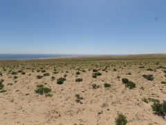 Zephyranthes bagnoldii
