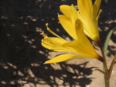 Zephyranthes bagnoldii
