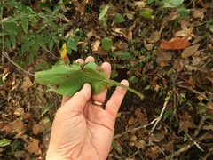 Solidago arguta boottii