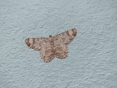 Epimecis