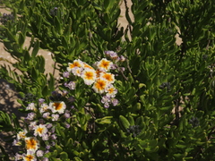 Heliotropium floridum