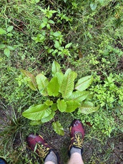 Bistorta amplexicaulis