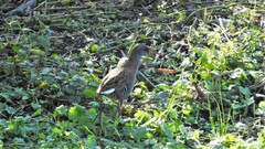 Rallus aquaticus