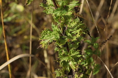 Mentha spicata