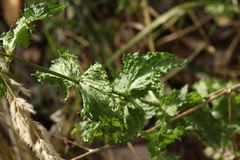 Mentha spicata