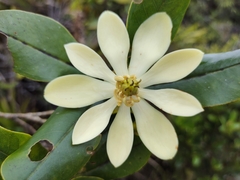 Magnolia coronata